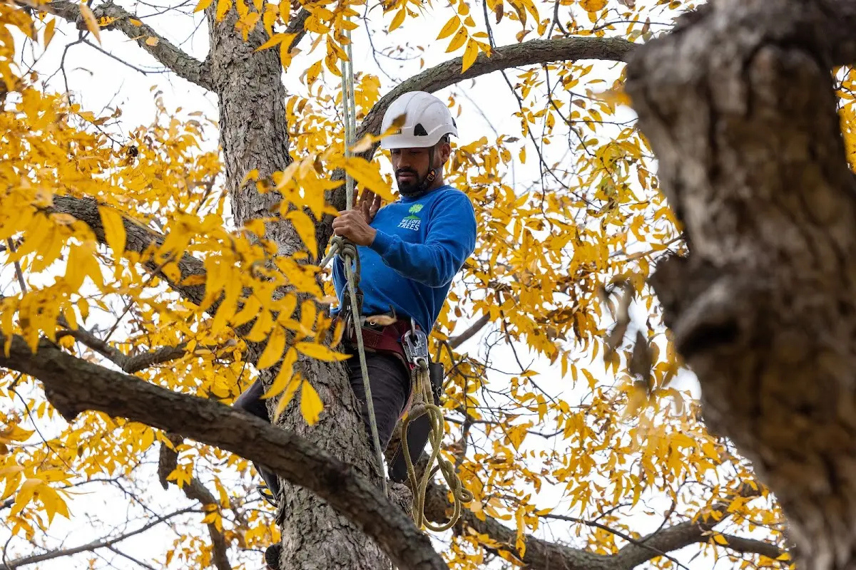 Skilled Tree Planing crew working in Rexford
